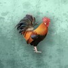 绿茶影视播放器